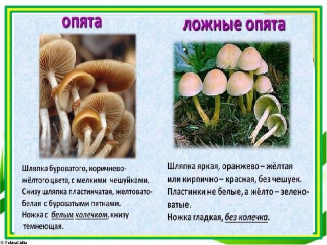 5. Наличие похожих видов грибов