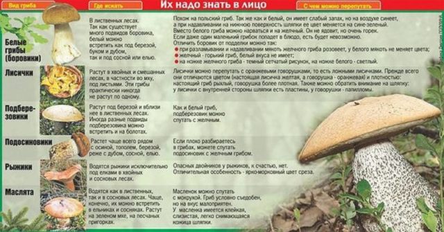 Разновидности белого гриба соснового