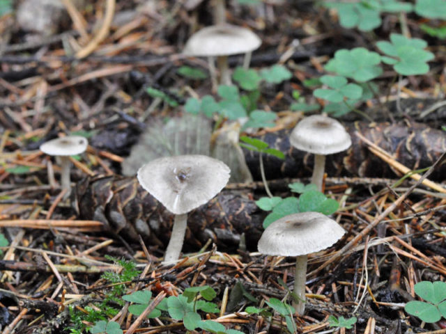 Гигрофор поздний: особенности, характеристики, распространение | Научный портал