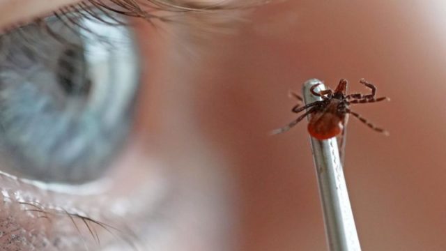 Что делать, если вас укусил паук? Порядок действий и срочная помощь