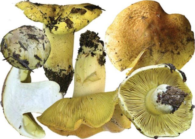 Рядовки: особенности спороносного слоя