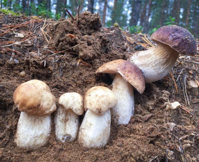 Белый гриб сосновый: съедобность и использование