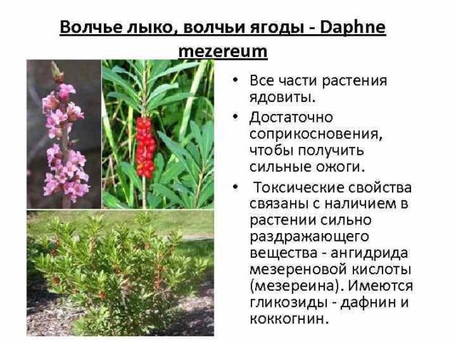 Последствия употребления «волчьей ягоды»