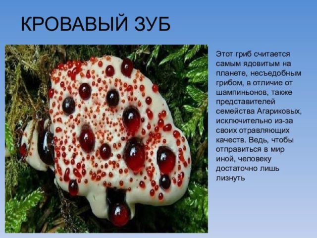 Лесные близнецы-убийцы: топ-5 самых опасных грибов России
