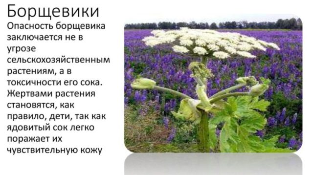 Ядовитые растения России: описание, опознавание и предостережения