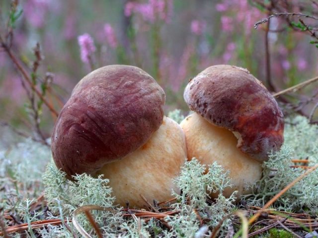 Интересное о грибе