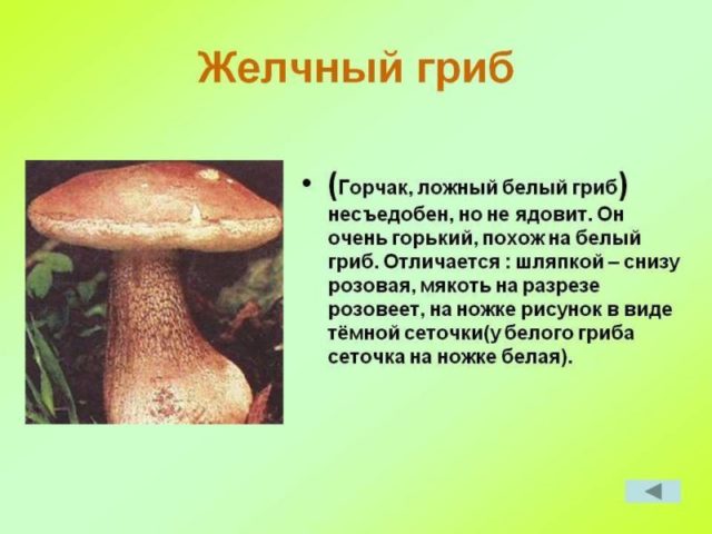 Морфология рыжика