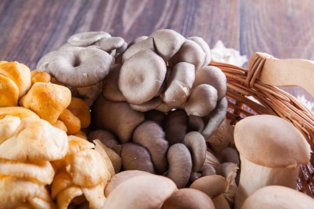 Грибы Вёшенки – все о выращивании и полезных свойствах грибов вёшенок