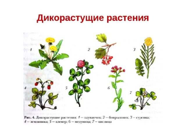 Классификация дикорастущих растений