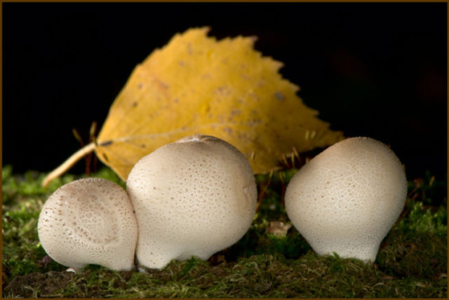 Рецепты блюд с грибом-дождевиком