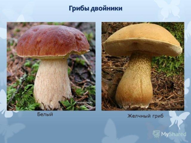 Похожие грибы