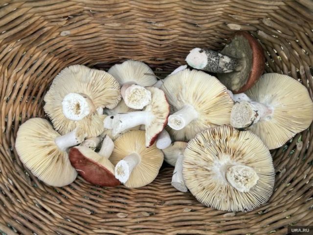 Характерные особенности губчатых грибов - отличить съедобные и ядовитые виды преимущественно по внешнему виду и особенностям структуры Характерные особенности губчатых грибов: съедобные и ядовитые виды