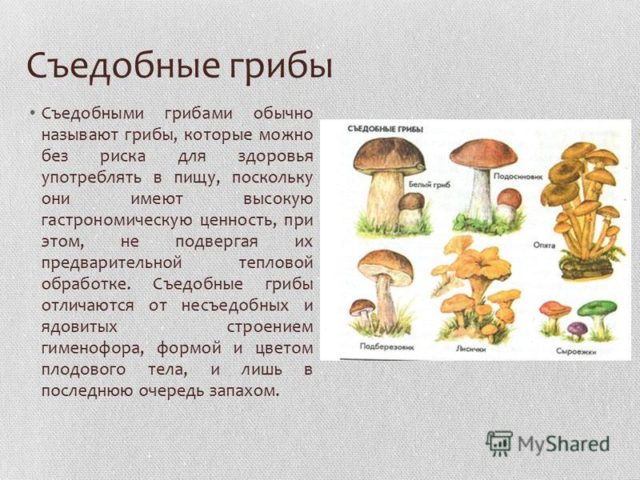 Белый гриб сосновый: особенности и способы сбора