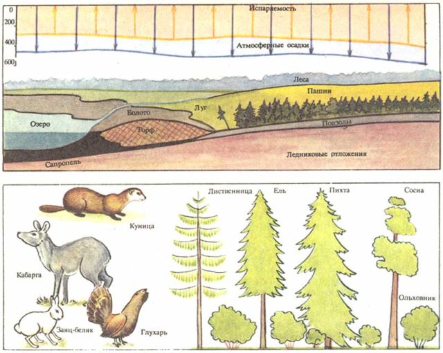 Характеристика природной зоны тайга: особенности флоры и фауны, климат и ландшафты