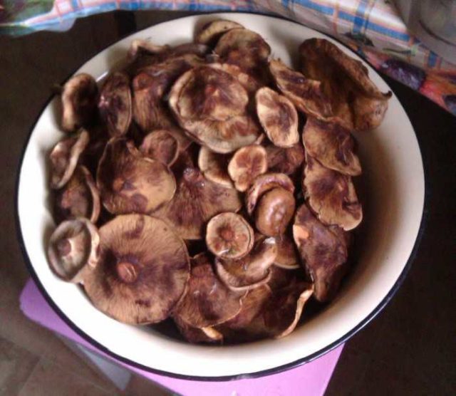 Основные правила приготовления блюд со свинушками на зиму