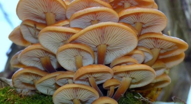 Описание гриба Фламмулина Фенны