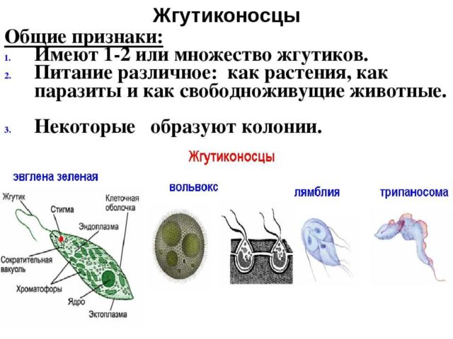 Адаптация к солености и температуре