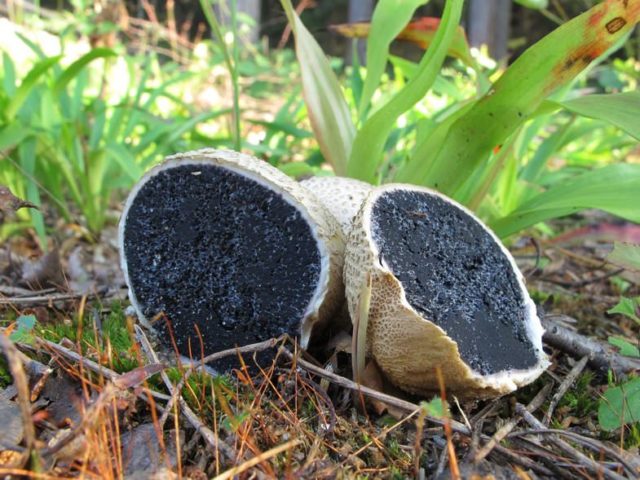 Грибы дедушкин табак: можно ли есть грибы с дырочками?