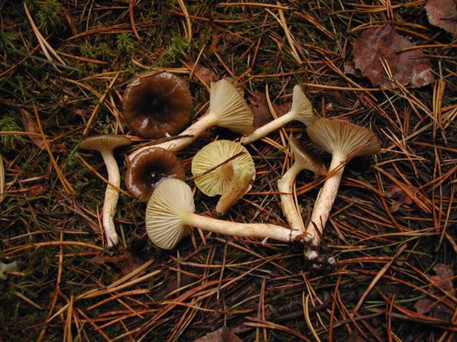 Польза и использование гигрофора позднего