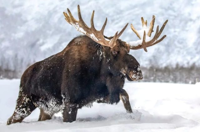 Разница между лосем и оленем: особенности и отличительные черты