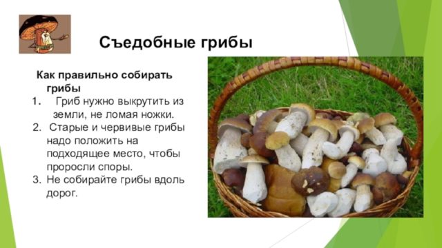 Сезон, место и время сбора белого гриба