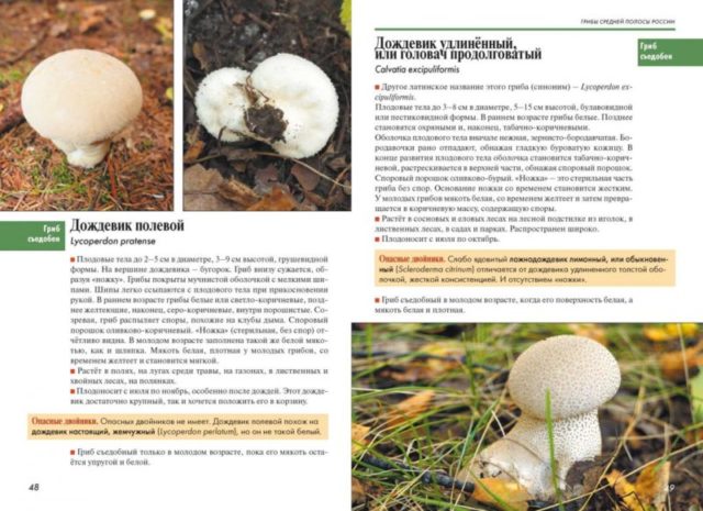 Съедобные грибы: названия, фото и описания – полезная информация