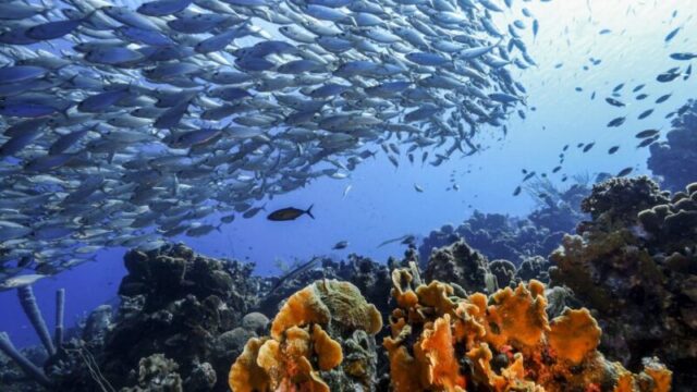 широкий угол обзора косяка рыб вокруг Кюрасао/Нидерландские Антильские острова широкоугольный снимок косяка рыб для дайвинга вокруг Кюрасао/Нидерландские Антильские острова 1153046030 Косяк рыб в коралловом рифе Карибского моря около Кюрасао на месте для дайвинга Playa Piskado - стоковое фото широкий угол обзора косяка рыб для дайвинга вокруг Кюрасао/Нидерландские Антильские острова