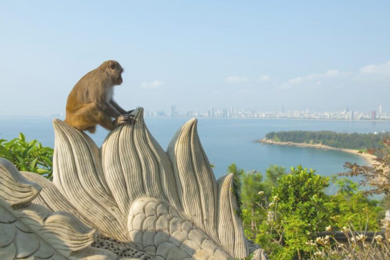 обезьяна в храме Линь Унг сидит на камне на фоне города Дананг и пляжа. 1153898376 линх унг Обезьяна в храме Линь Унг сидит на камне на фоне города Дананг и пляжа. - стоковое фото обезьяна в храме Линь Унг сидит на камне на фоне города Дананг и пляжа.