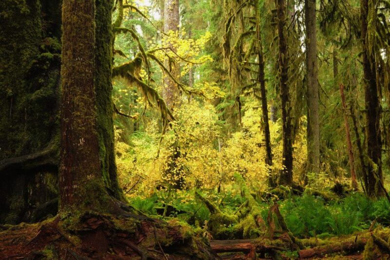 Павшие, разлагающиеся ветки деревьев лежат на переднем плане этого снимка из дождевого леса Хох, оставляя щель в крыше, чтобы свет мог достичь земли, освещая сочные зелёные папоротники и мхи. 1172632763 Дождевой лес Хох