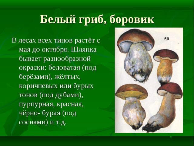 Боровик прекрасный: особенности вида, сезон сбора, рецепты приготовления | Научно-популярный сайт