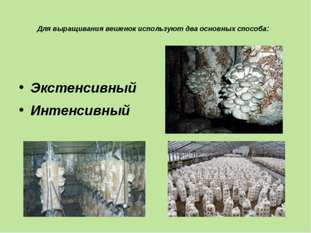 Формы выращивания грибов вёшенок