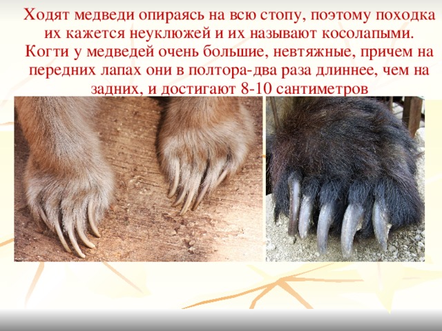 Медвежьи следы и лапы: как их определить и что они означают