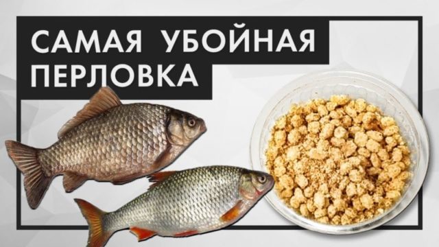 Как поймать карася от 1 кг и готовить вкусную перловку в термосе: лучший рецепт!
