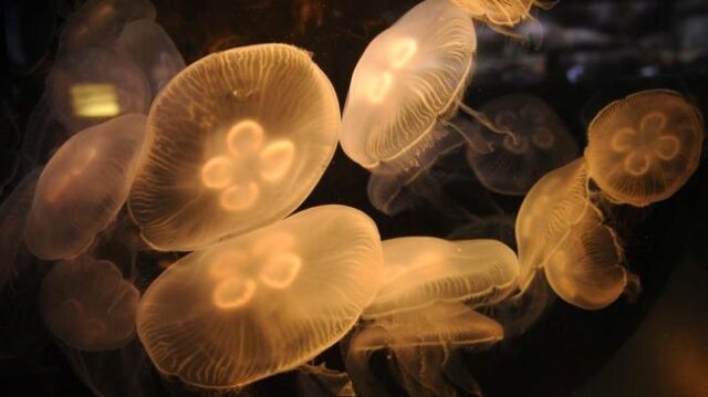 Цветение медуз создает океаны слизи