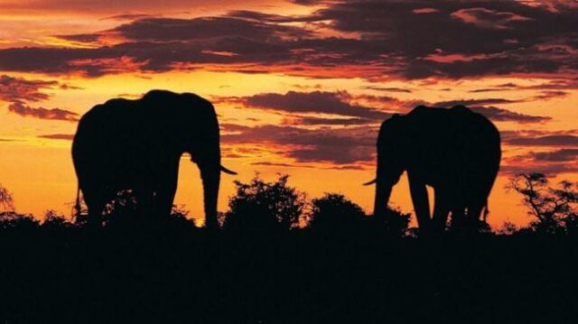 Ритуалы прощания в животном мире