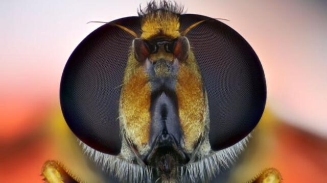 Чем зрение человека отличается от зрения животных?