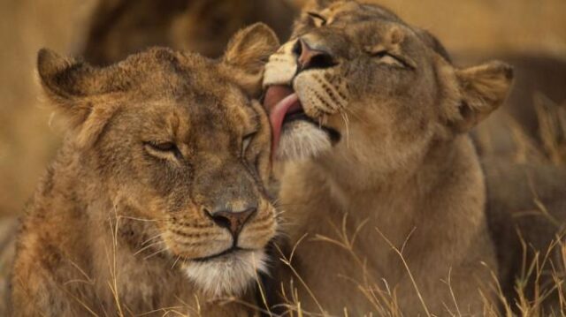 Как животные справляются с инфекциями