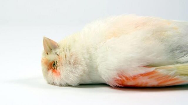 Почему мы умираем?