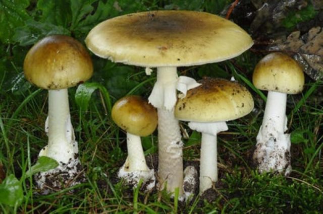 Мухомор белый — ядовитый гриб, смертельная опасность для человека и животных Мухомор белый: ядовитый гриб, смертельная опасность