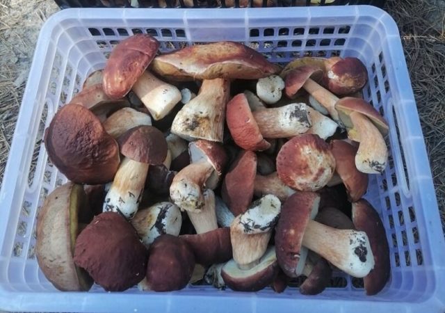 Как отличить боровика настоящего от ложного?