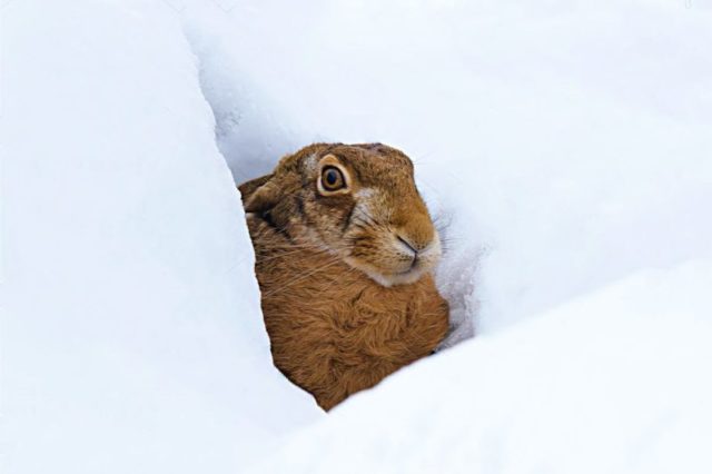 Как зимует заяц