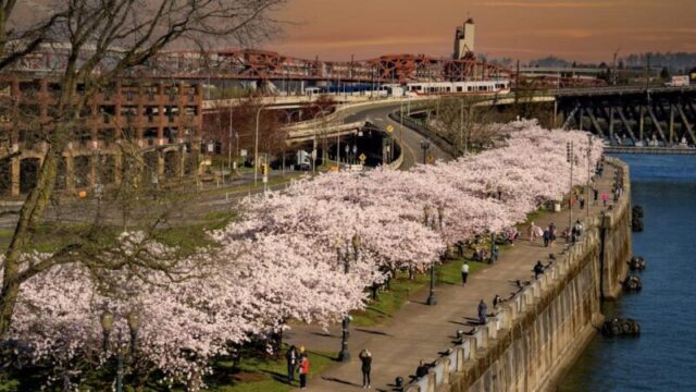 Цветущие вишневые деревья на набережной в центре города, мост Бродвей на закате, роликовая фигуристка в розовом халате