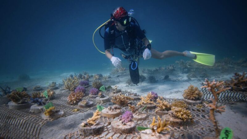 Острова Ясава, Фиджи - 20 мая 2024 года - Морской биолог сажает кораллы в подводной рассаде для программы охраны морских экосистем ; Shutterstock ID 2465781033; purchase_order: 65050; job: наш редакционный Онлайн Редакционный; client: 10 устойчивых туристических предложений; other: Брайан Хили 2465781033 аквапродукты, водные, биоразнообразие, биом, климат, изменение климата, охрана, коралл, вымирание кораллов, коралловый сад, сажение, разнообразие, экология, экосфера, экосистема, окружающая среда, глобальное потепление, рост, местообитание, здоровье, инициатива, управление, морской, морской биолог, морская биология нет, НПО, рассада, океан, подкисление океана, океанический, тихоокеанский, высаженные, сажение кораллов, сохранение, программа, проект, защита, восстановление, риф, рифовая экосистема, регенерация, реабилитация, восстановление, оздоровление, возрождение, виды, устойчивое развитие, подводный, дикая природа Острова Ясава, Фиджи - 20 мая 2024 года - Морской биолог сажает кораллы в подводной рассаде для программы охраны морских экосистем