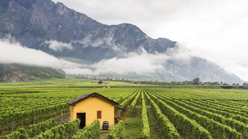 Виноградник в кантоне Вале, рядом с Сьерром, Сьоном и Мартиньи, Швейцария; Shutterstock ID 253309927; заказ: 65050; работа: наш редакционный онлайн редакционный; клиент: лучшие места в Вале; другое: Брайан Хили 253309927 сельское хозяйство, альпийский, альпы, здание, шале, облако, облачные, коттедж, сельская местность, возделывание, культура, поле, свежий, фрукт, виноград, зеленый, расти, сбор, холм, дом, хижина, пейзаж, дымка, горный, природа, на открытом воздухе, пасторальный, столб, продукция, дождь, дождливый, зрелый, ряд, сельский, сцена, пейзаж, живописный, лето, швейцарский, город, путешествия, вале, долина, деревня, виноградные лозы, вино, винодельня Виноградник в кантоне Вале, рядом с Сьерром, Сьоном и Мартиньи, Швейцария