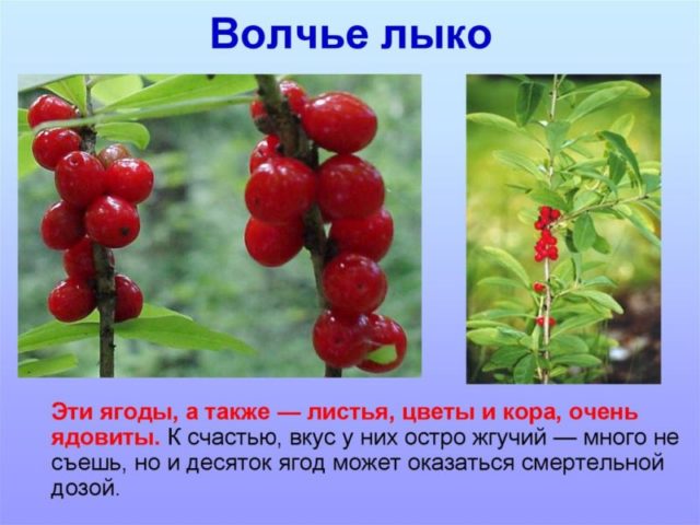 Опасности «волчьей ягоды»: причины, последствия и возможность смерти