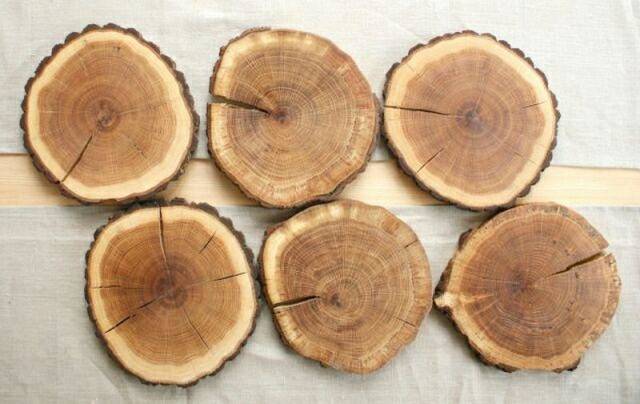 Заболонь - растение с необычной красотой и минимумом ухода - полное описание, особенности размножения и секреты успешного выращивания Заболонь: описание, особенности, размножение и уход