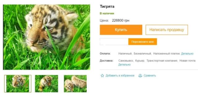 Купить тигра в - все объявления о продаже на сайте