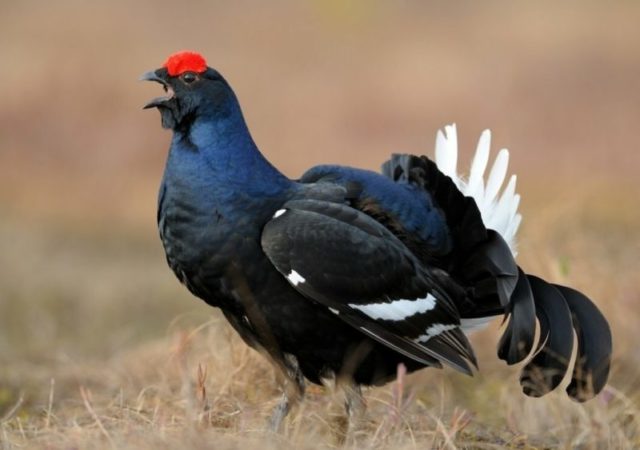 Охота на боровую дичь осенью: 100 фото, особенности и советы